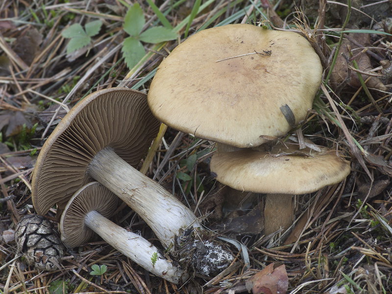 Cortinarius infractus